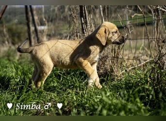 Simba und Sophie suchen ein Zuhause