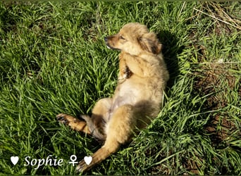 Simba und Sophie suchen ein Zuhause