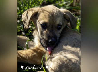 Simba und Sophie suchen ein Zuhause