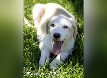 Baja, Badu, Bambi, Scorpio und   Brownie suchen ab August ein Zuhause