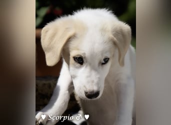 Baja,  Bambi, Scorpio und   Brownie suchen ab August ein Zuhause