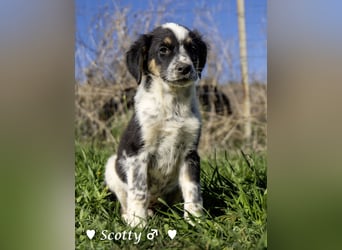 Scotty und seine Geschwister suchen ein Zuhause