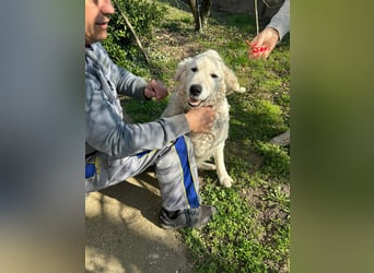 Suzy, liebe Kuvasz Retriever Mix Hündin geb. 2016