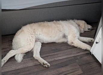 Suzy, Herz auf 4 Pfoten sucht ihren Altersruhesitz