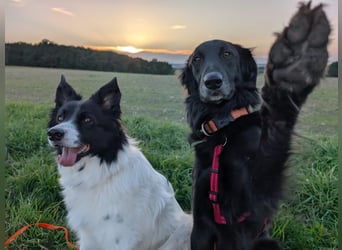 Liviusz, freundlicher Retreiver Mix geb. 2024