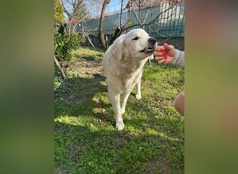 Suzy, liebe Kuvasz Retriever Mix Hündin geb. 2016