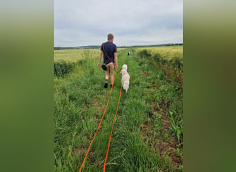 Suzy, Herz auf 4 Pfoten sucht ihren Altersruhesitz