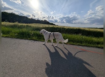 Suzy, Herz auf 4 Pfoten sucht ihren Altersruhesitz