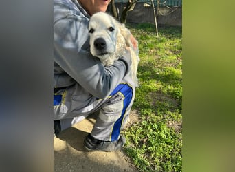 Suzy, liebe Kuvasz Retriever Mix Hündin geb. 2016