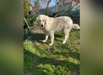 Suzy, liebe Kuvasz Retriever Mix Hündin geb. 2016