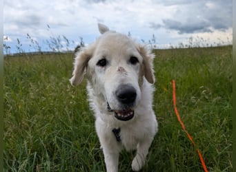 Suzy, Herz auf 4 Pfoten sucht ihren Altersruhesitz