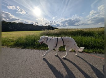 Suzy, Herz auf 4 Pfoten sucht ihren Altersruhesitz