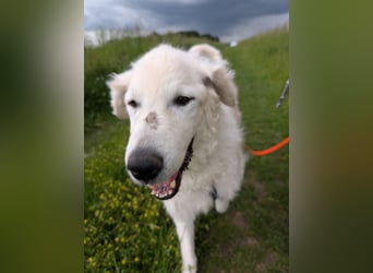 Suzy, Herz auf 4 Pfoten sucht ihren Altersruhesitz