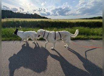 Suzy, Herz auf 4 Pfoten sucht ihren Altersruhesitz