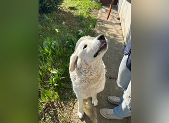 Suzy, liebe Kuvasz Retriever Mix Hündin geb. 2016