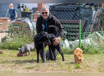 Liviusz, freundlicher Retreiver Mix geb. 2024