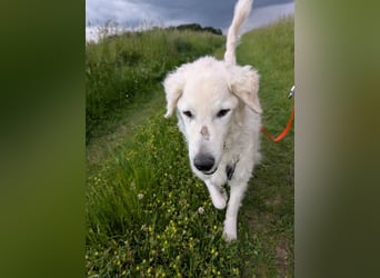 Suzy, Herz auf 4 Pfoten sucht ihren Altersruhesitz