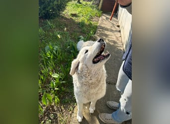 Suzy, liebe Kuvasz Retriever Mix Hündin geb. 2016