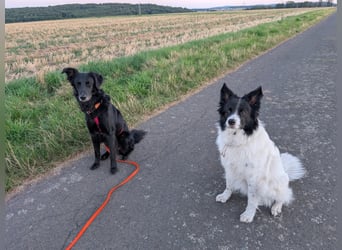 Liviusz, freundlicher Retreiver Mix geb. 2024