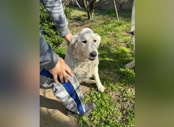 Suzy, liebe Kuvasz Retriever Mix Hündin geb. 2016