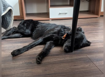 Liviusz, freundlicher Retreiver Mix geb. 2024