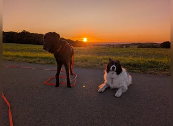 Liviusz, freundlicher Retreiver Mix geb. 2024