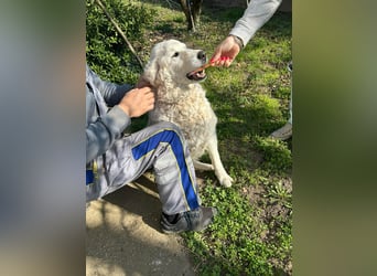 Suzy, liebe Kuvasz Retriever Mix Hündin geb. 2016
