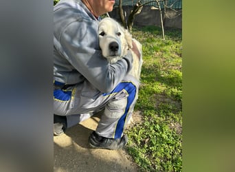Suzy, liebe Kuvasz Retriever Mix Hündin geb. 2016