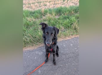 Liviusz, freundlicher Retreiver Mix geb. 2024