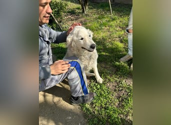 Suzy, liebe Kuvasz Retriever Mix Hündin geb. 2016
