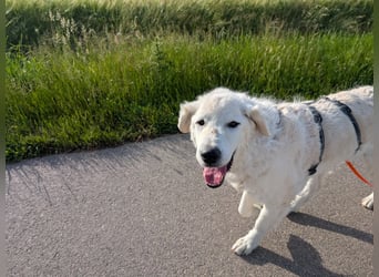 Suzy, Herz auf 4 Pfoten sucht ihren Altersruhesitz