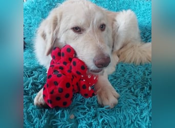 Morrison, freundlicher Golden Retriever Mischling