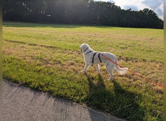 Suzy, Herz auf 4 Pfoten sucht ihren Altersruhesitz