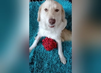 Morrison, freundlicher Golden Retriever Mischling