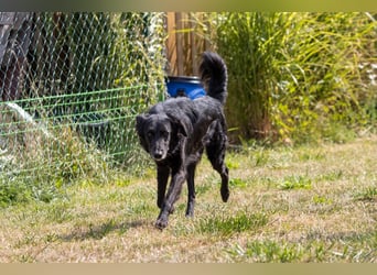 Liviusz, freundlicher Retreiver Mix geb. 2024