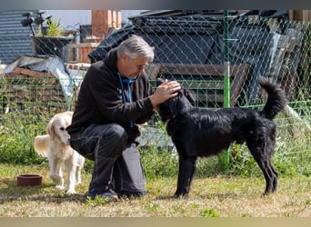 Liviusz, freundlicher Retreiver Mix geb. 2024