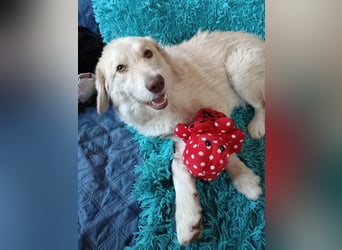 Morrison, freundlicher Golden Retriever Mischling