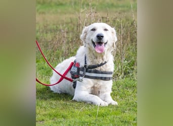 Lady SI - aktiv, anhänglich