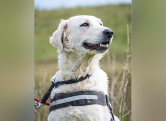 Lady SI - aktiv, anhänglich