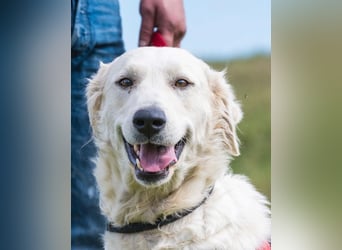 Lady SI - aktiv, anhänglich