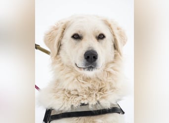 Lady SI - aktiv, anhänglich