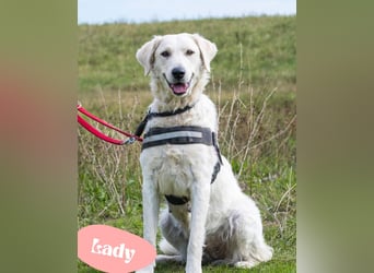 Lady SI - aktiv, anhänglich