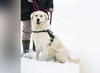 Lady SI - aktiv, anhänglich