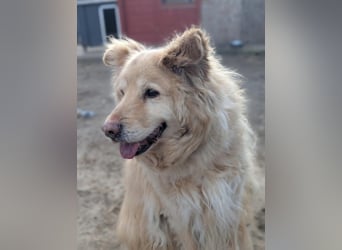 Benji