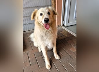Unser lieber Opi Knox sucht seine Menschen