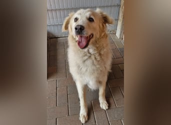 Unser lieber Opi Knox sucht seine Menschen
