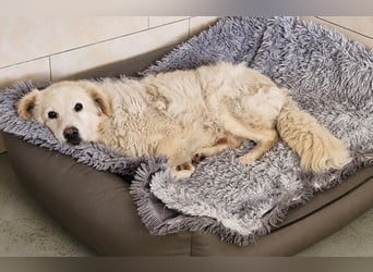 Unser lieber Opi Knox sucht seine Menschen
