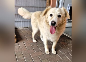 Unser lieber Opi Knox sucht seine Menschen