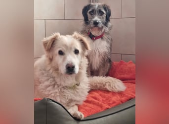 Unser lieber Opi Knox sucht seine Menschen