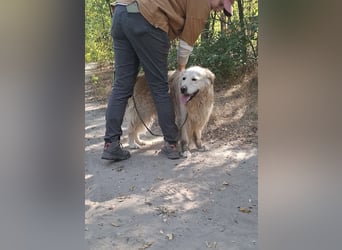 Hodor – Ein wahrer Goldschatz auf vier Pfoten 